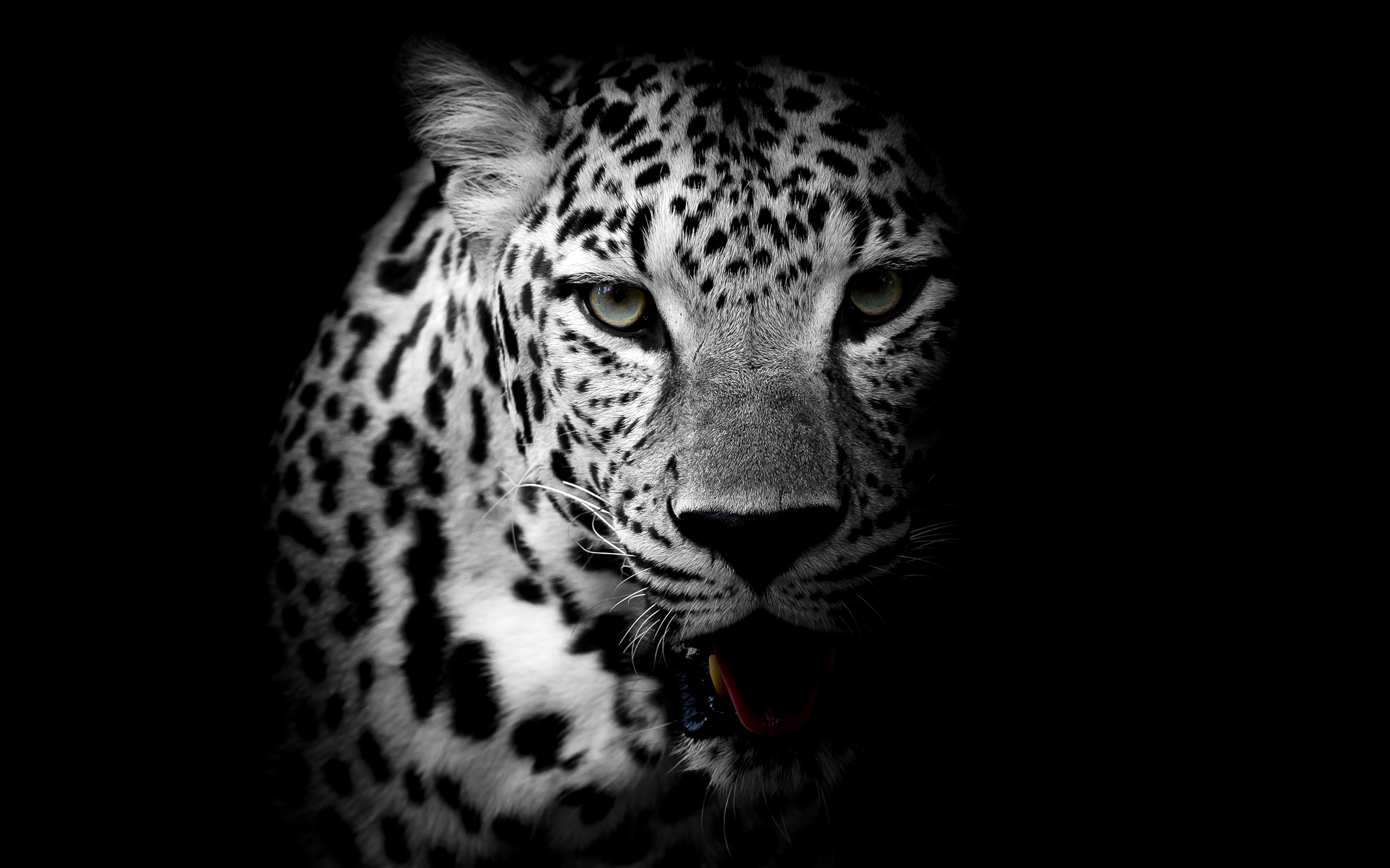 Leopard 4K9333111988